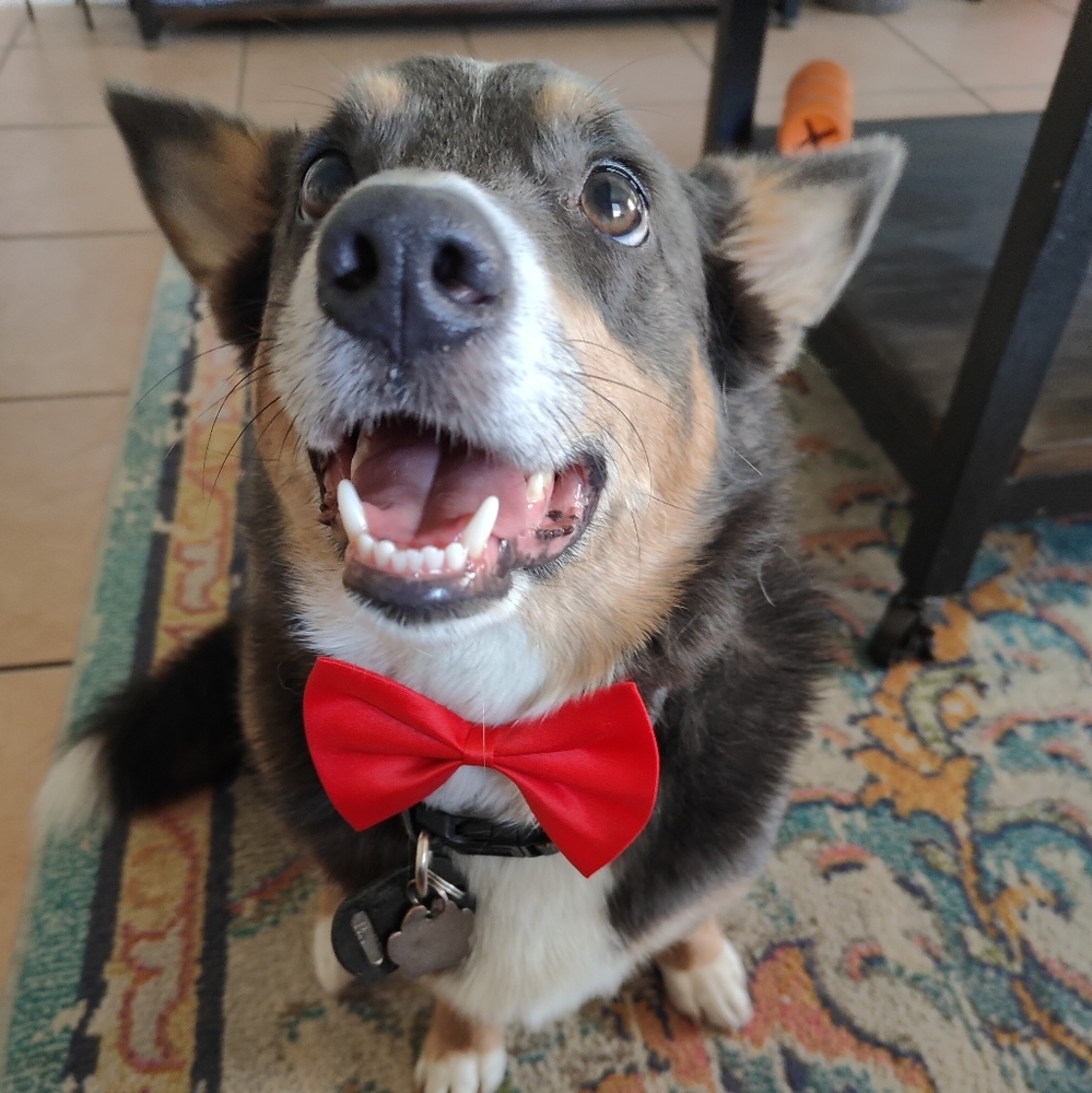 Meet your Posher, Nina